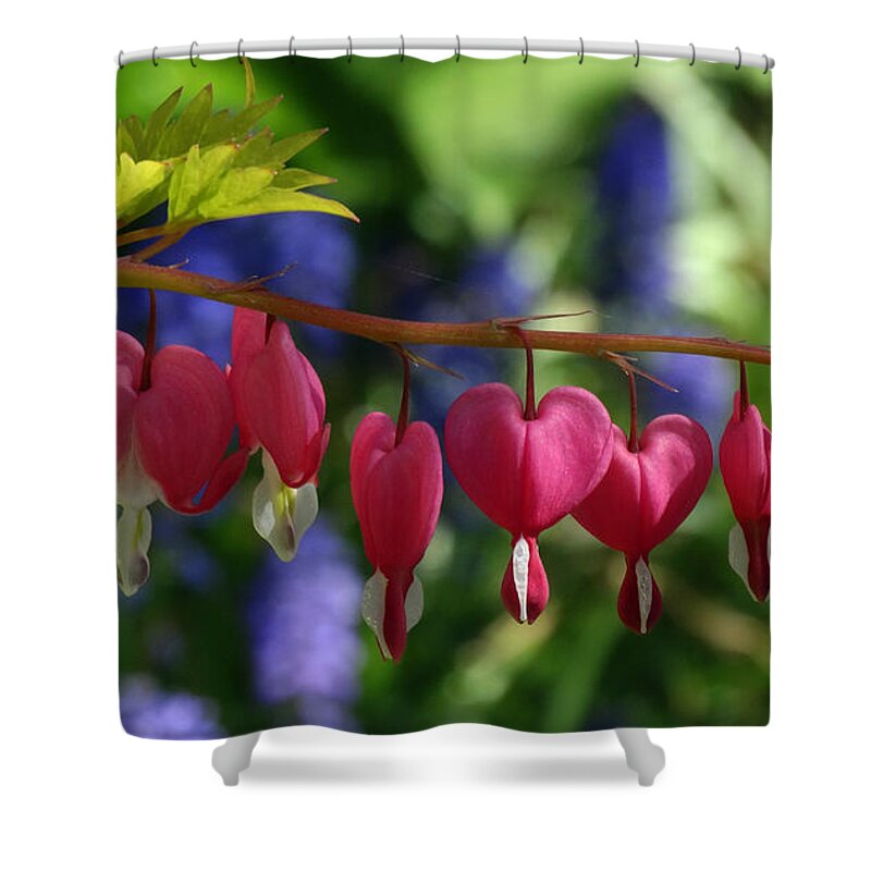 Flowers Shower Curtain featuring the photograph Bleeding Hearts by David T Wilkinson