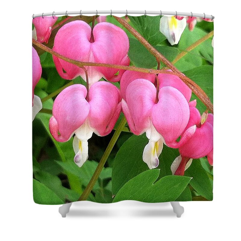 Bleeding Heart Shower Curtain featuring the photograph Bleeding Hearts on Parade by Carolyn Jacob