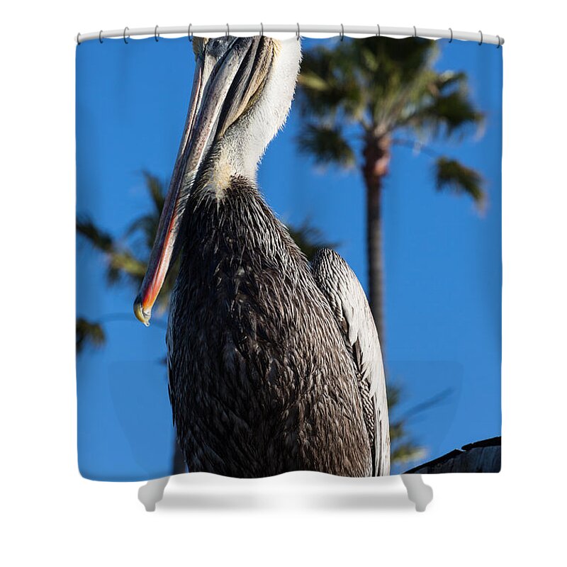 Blond Shower Curtain featuring the photograph Blond Pelican by John Daly