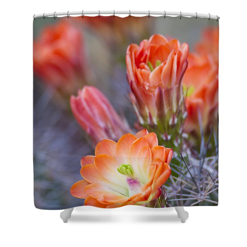 Blooms Shower Curtain featuring the photograph Bloom in orange by Bryan Keil