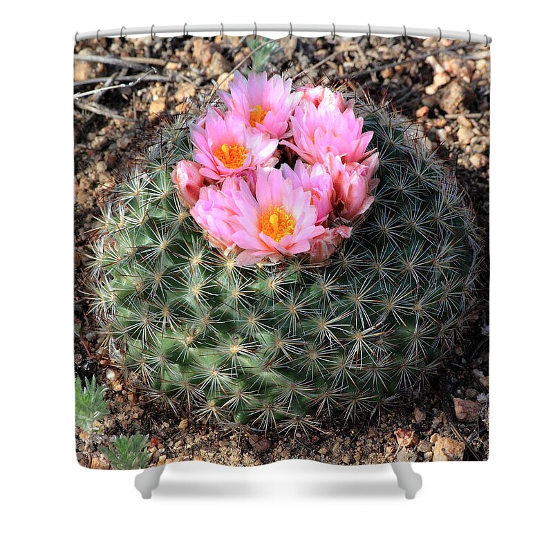 Cactus Shower Curtain featuring the photograph Blooming Cactus by Shane Bechler
