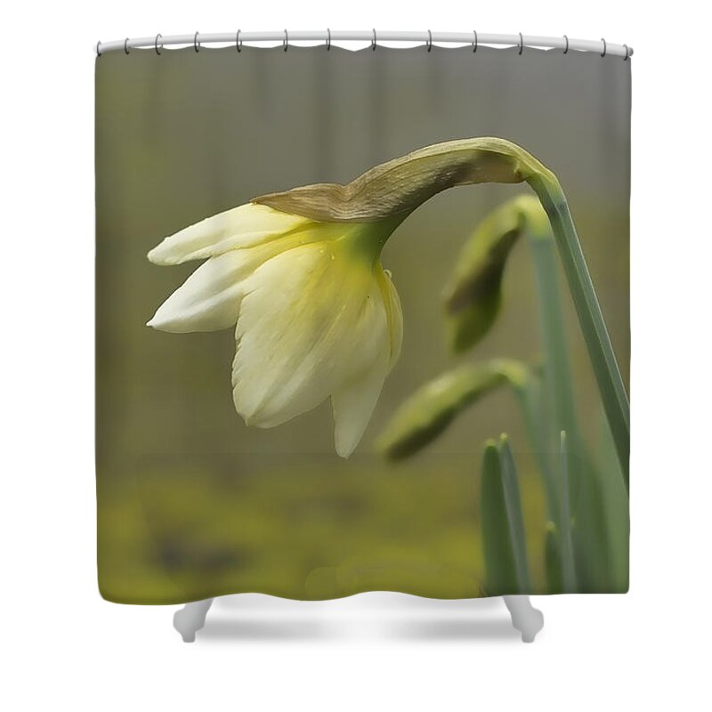 Daffodil Wall Art Shower Curtain featuring the photograph Blooming Daffodils by Ron Roberts