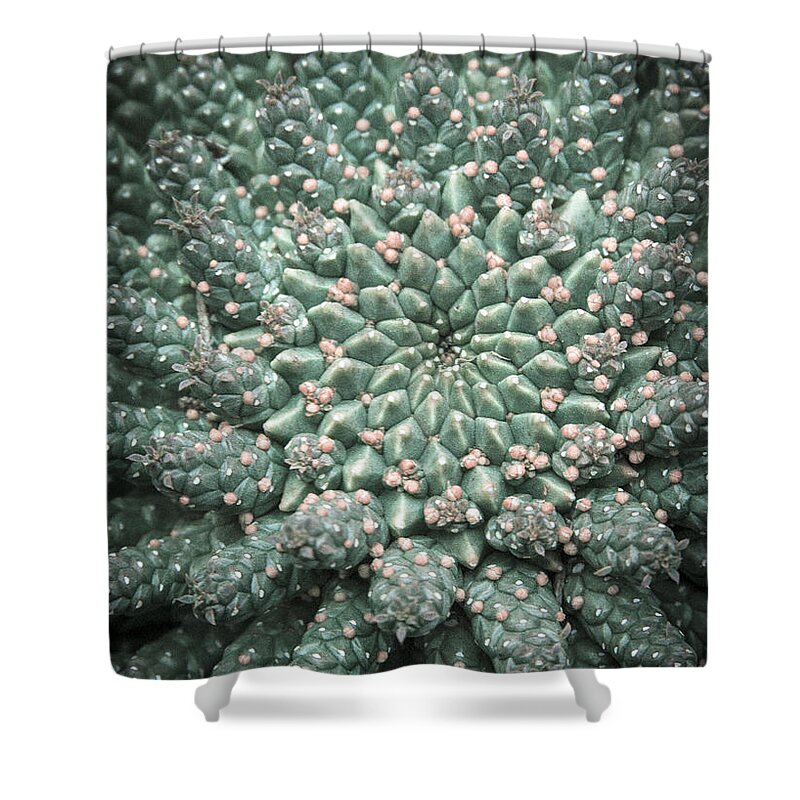 Succulent Shower Curtain featuring the photograph Blooming Geometry by Caitlyn Grasso