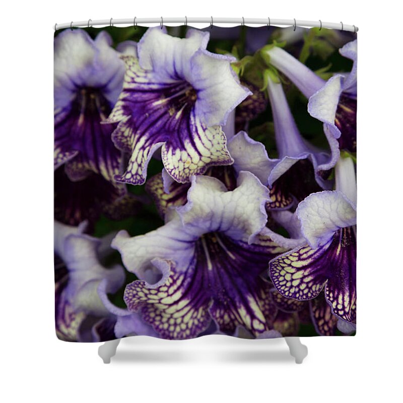 Purple Shower Curtain featuring the photograph Blooms From A Purple Trumpet Flower by Martin Child