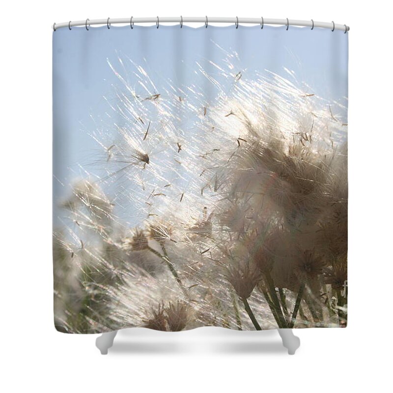 Daisy Shower Curtain featuring the photograph Blow me away by Julie Lueders 