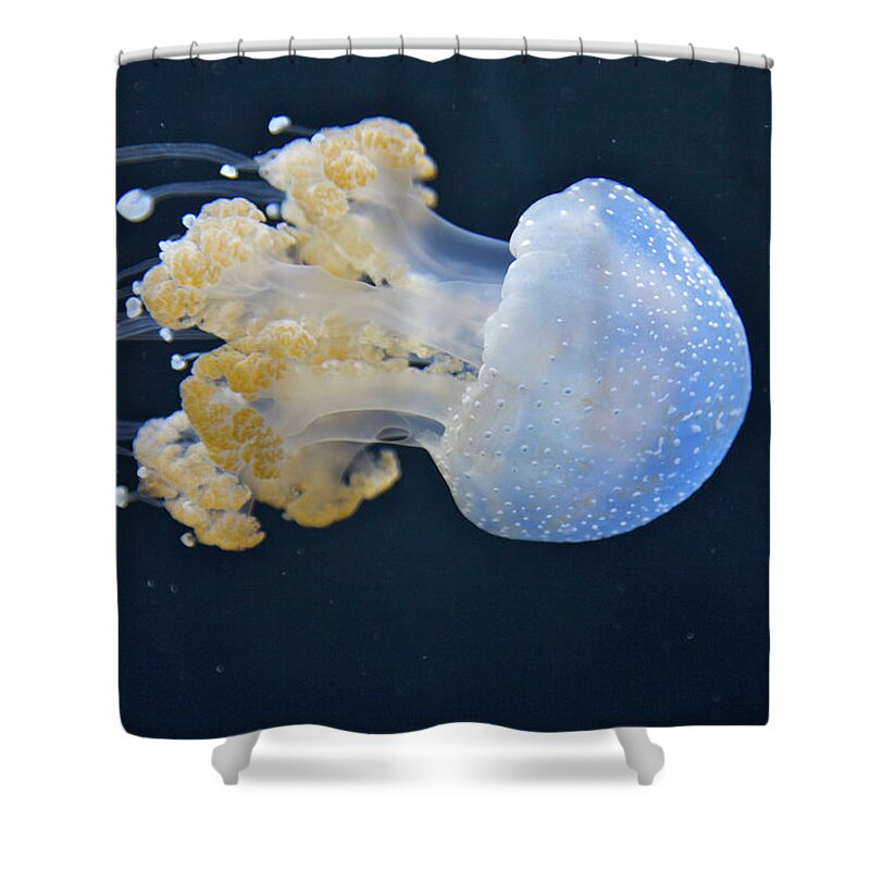 Underwater Shower Curtain featuring the photograph Blue And White Underwater Living Sea by Barry Winiker