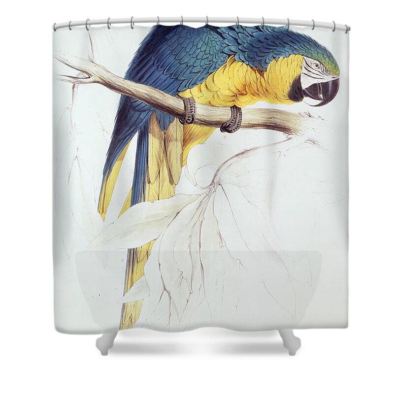 Parrot Shower Curtain featuring the painting Blue and Yellow Macaw by Edward Lear