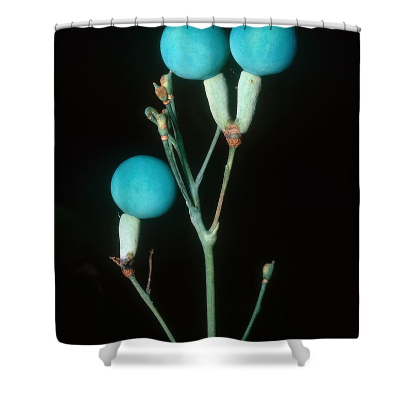 Abortificant Shower Curtain featuring the photograph Blue Cohosh Berries by John W. Bova