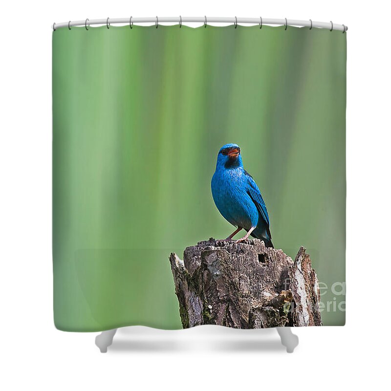 Bird Shower Curtain featuring the photograph Blue Dacnis by Jean-Luc Baron