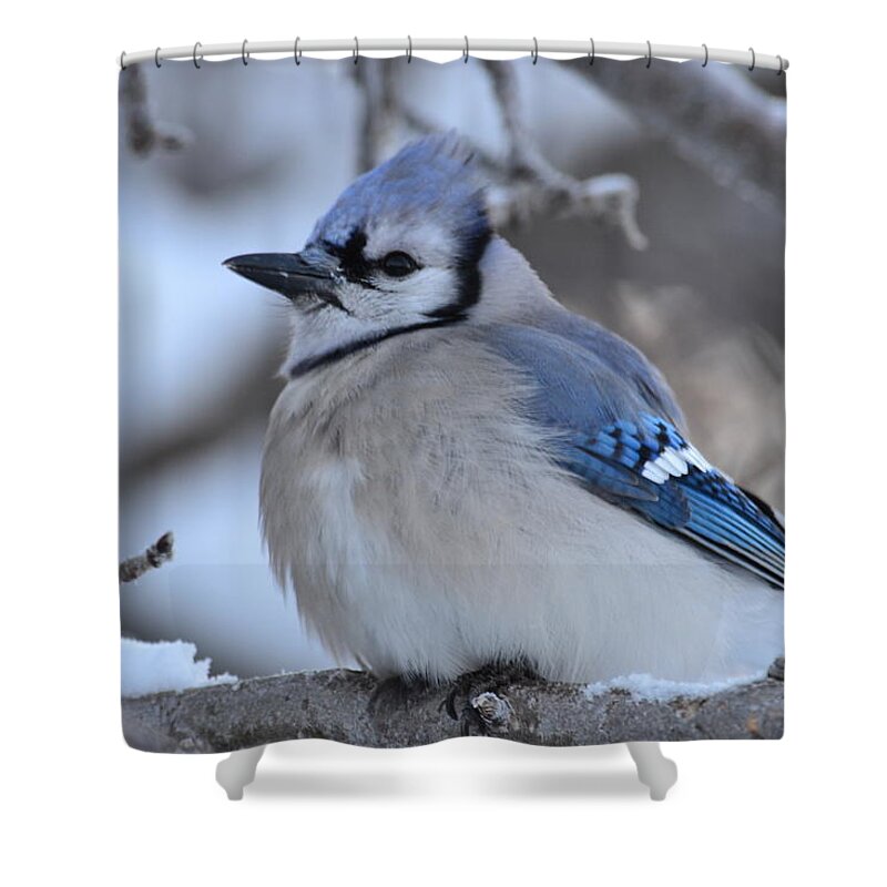 Bluejay- Bluejay In Winter- In A Tree Close Up~limited Edition 3 Of 10- Blue -bird- Blue Feathers- Winter Bluejay Bird- Gallery Print- Image Of A Blue Bird (art-photography Images By Rae Ann M. Garrett- Raeann Garrett) Shower Curtain featuring the photograph Blue edition 7 of 10 by Rae Ann M Garrett