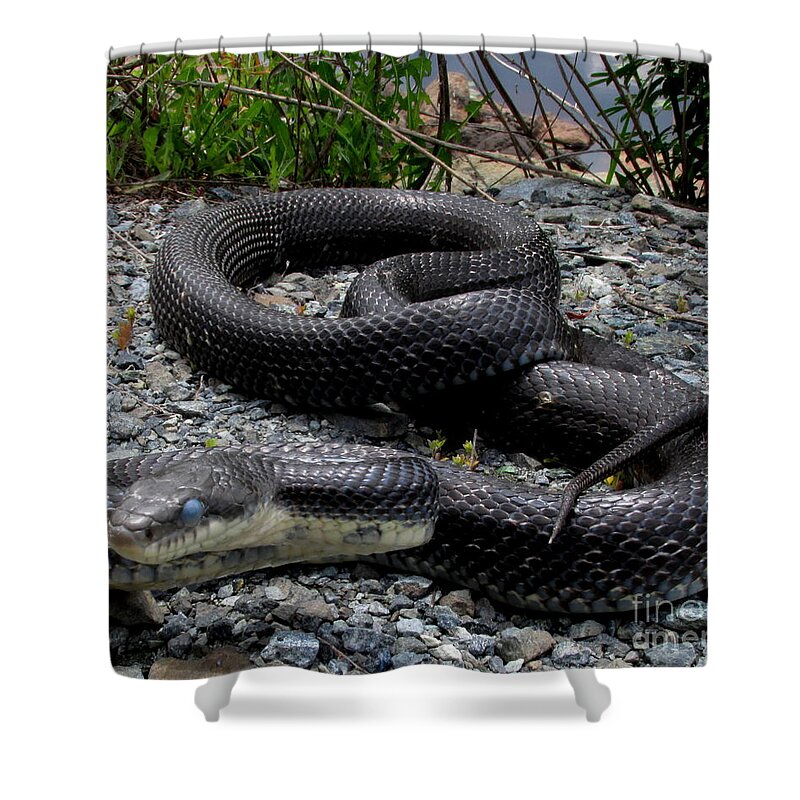 Blue Eyed Black Rat Snake North American Snakes North American Reptiles North American Biodiversity Shower Curtain featuring the photograph Blue Eyed Black Snake by Joshua Bales