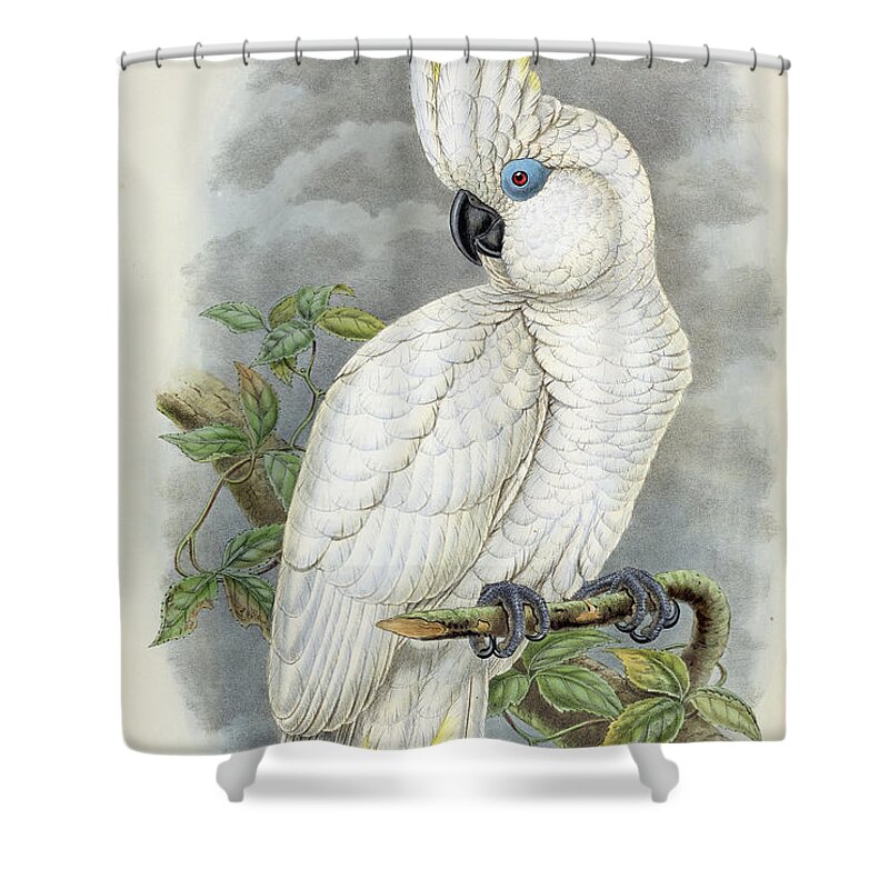 Cockatoo Shower Curtain featuring the painting Blue-eyed Cockatoo by William Hart