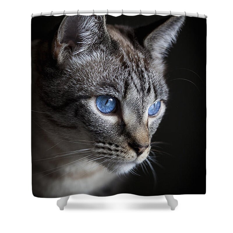 Tabby Shower Curtain featuring the photograph Blue Eyes by Diane Macdonald