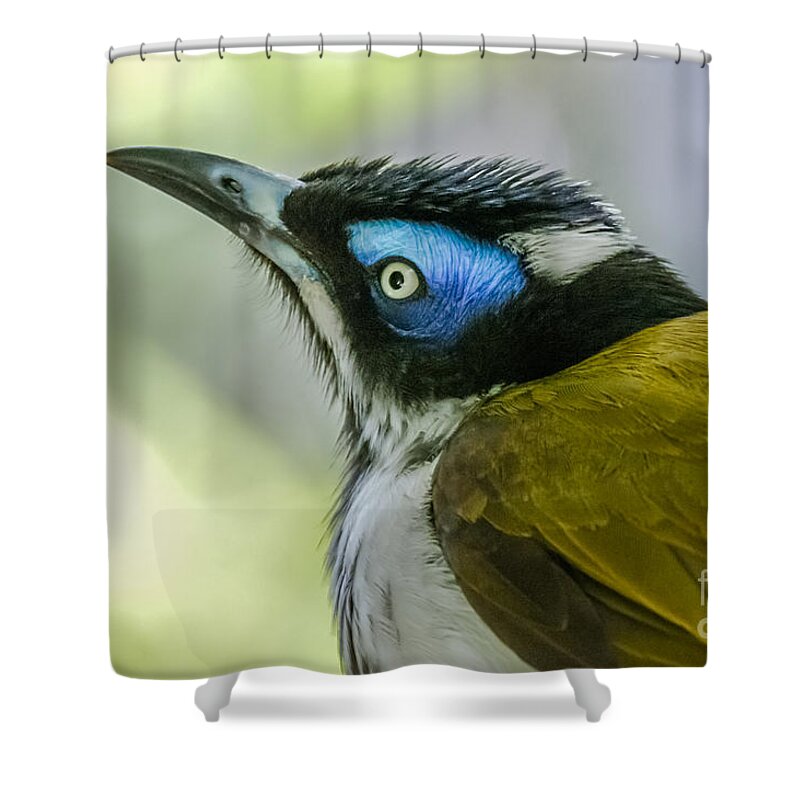 Blue-faced Shower Curtain featuring the photograph Blue-faced Honeyeater 1 by Al Andersen