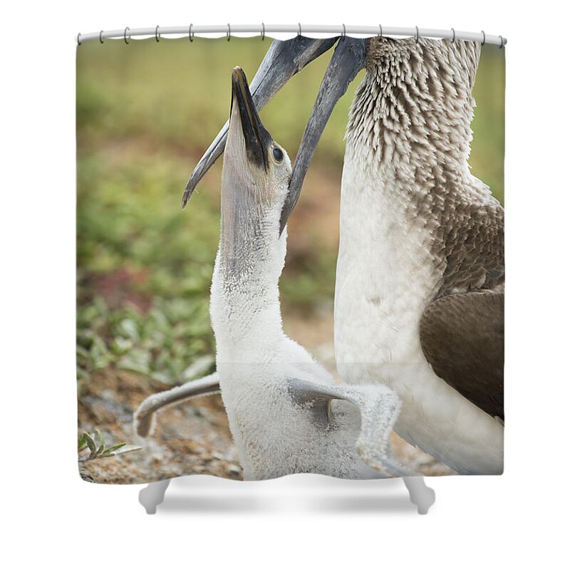 531717 Shower Curtain featuring the photograph Blue-footed Booby Feeding Chick by Tui De Roy