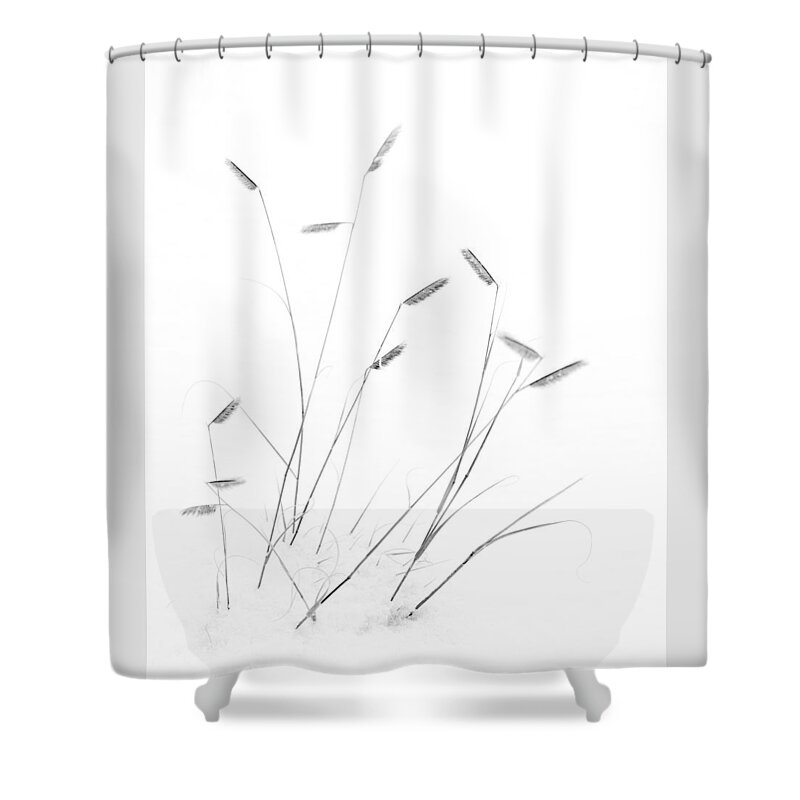 Blue Grama Shower Curtain featuring the photograph Blue Grama Grass in Snow by Mary Lee Dereske