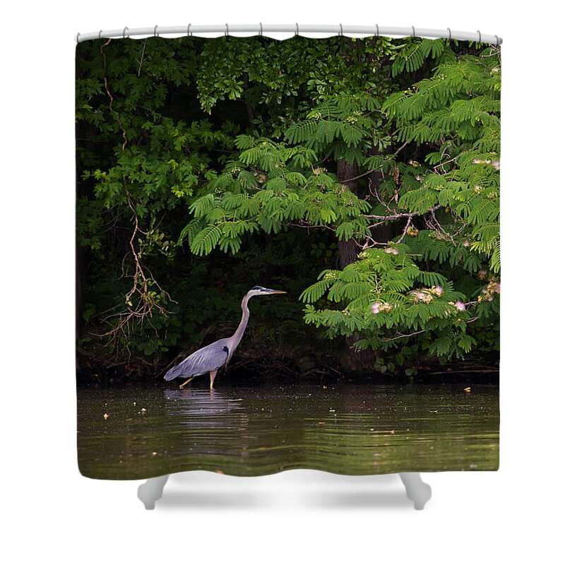 Bird Shower Curtain featuring the photograph Blue Heron And Mimosa Tree  #0087 by J L Woody Wooden