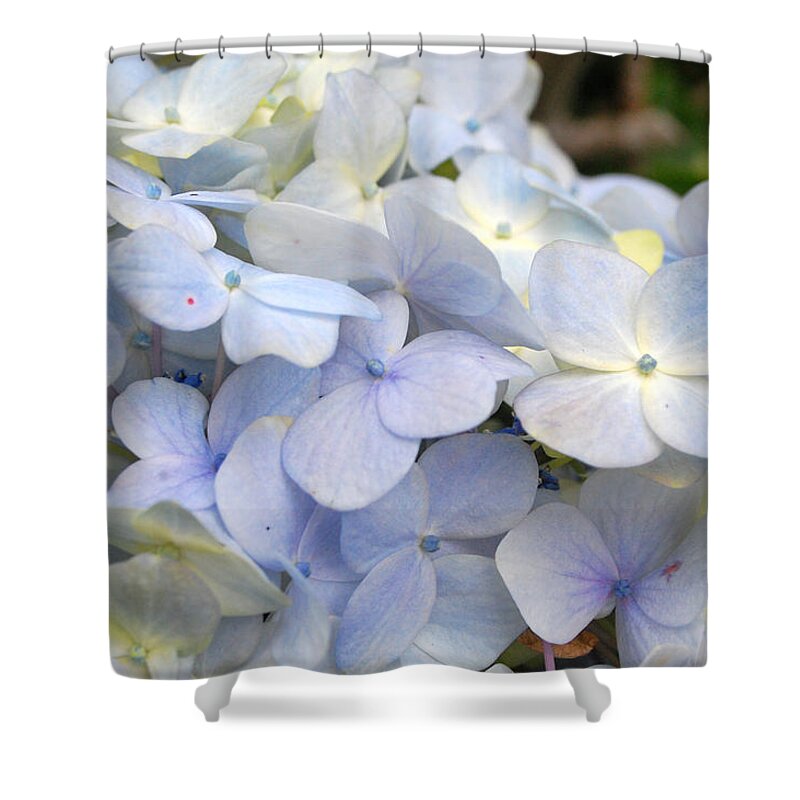 Flower Shower Curtain featuring the photograph Blue Hydrangea Flowers by Amy Fose