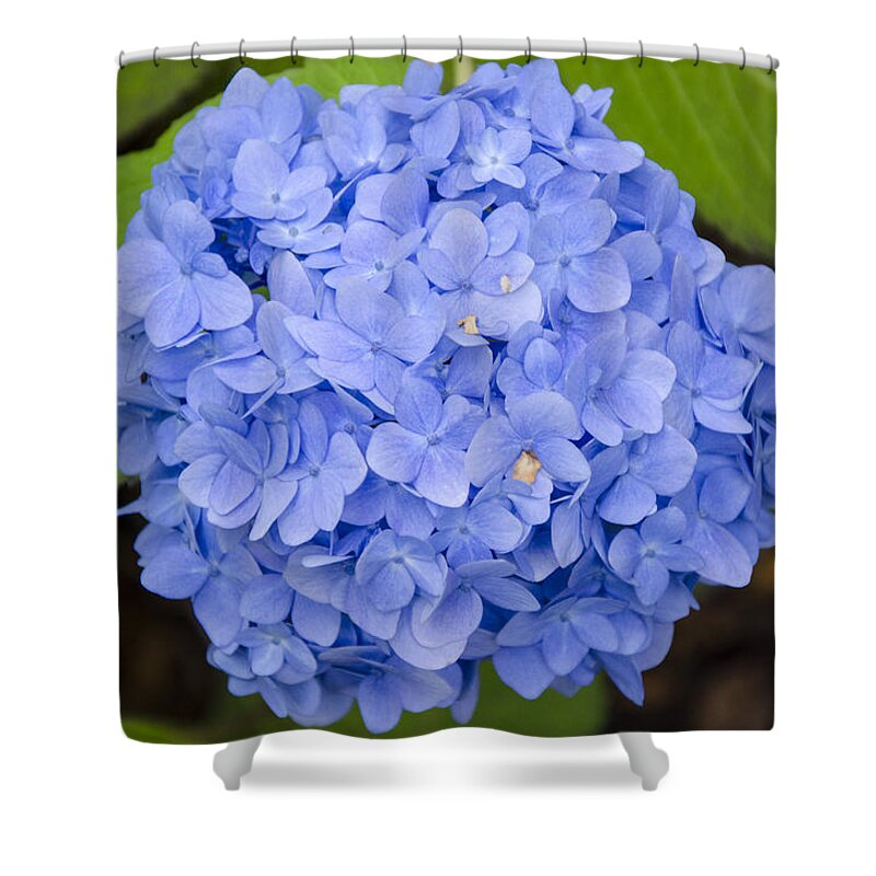 Blue Shower Curtain featuring the photograph Blue Hydrangea by Maureen E Ritter