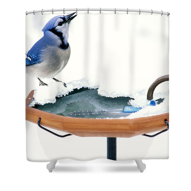Animal Shower Curtain featuring the photograph Blue Jay At Heated Birdbath by Steve and Dave Maslowski