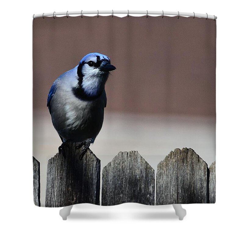 Blue Jay-in High Blue Contrast- Lower Light On An Old Ragged Gray- Fence- Posed In Art- Highest Selling Print- Bluejay- Blue Colored Birds- Blue Feathered Birds- Blue And White Birds- Bluejay On Fence- Jay(art-photography Images By Rae Ann M. Garrett- Raeann Garrett) Shower Curtain featuring the photograph Blue Jay Fence 1 by Rae Ann M Garrett
