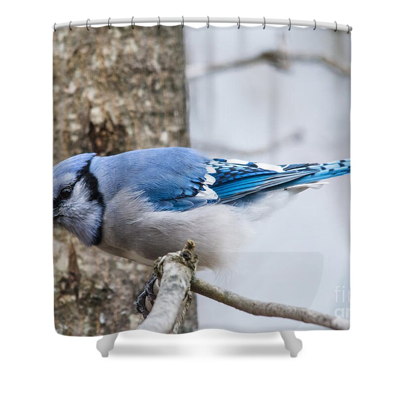  Shower Curtain featuring the photograph Blue Jay in Action by Cheryl Baxter