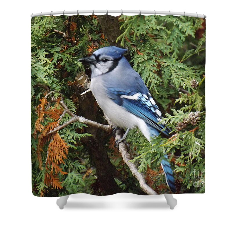 Blue Jay Shower Curtain featuring the photograph Blue Jay in cedar tree by Brenda Brown