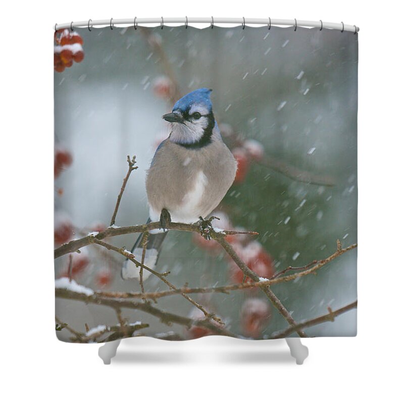 Birds Shower Curtain featuring the photograph Blue Jay in Snow by Kristin Hatt