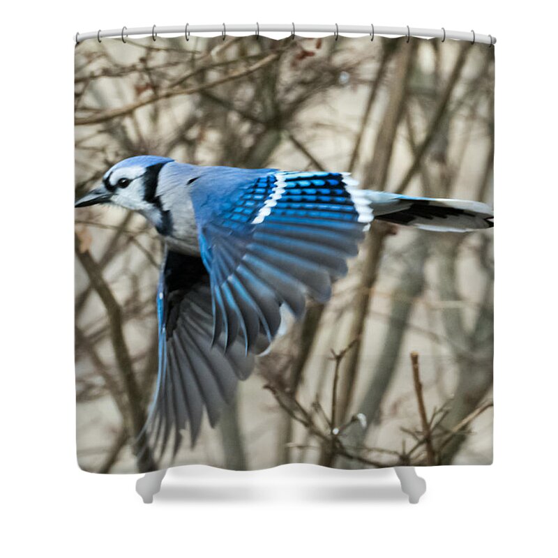 Blue Jay Shower Curtain featuring the photograph Blue Jay by Holden The Moment