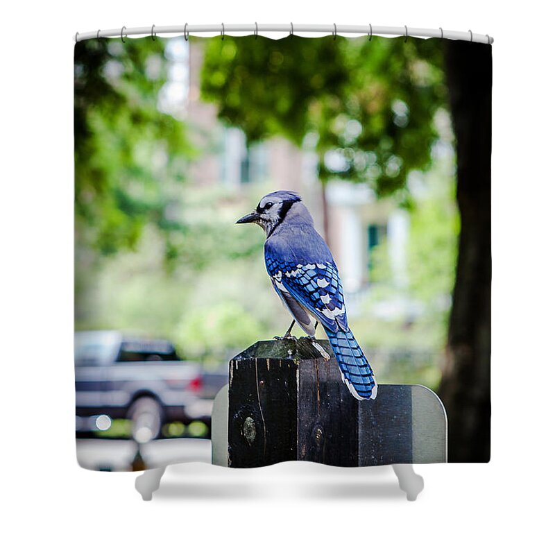 Bird Shower Curtain featuring the photograph Blue Jay by Sennie Pierson