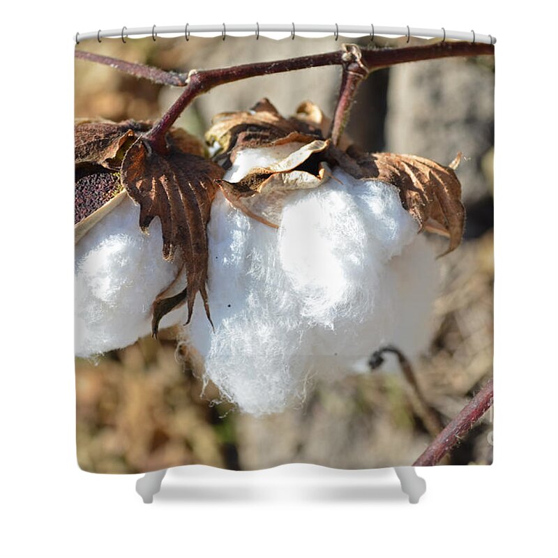 Nature Shower Curtain featuring the photograph Blue Jeans and Tees by Debbie Portwood