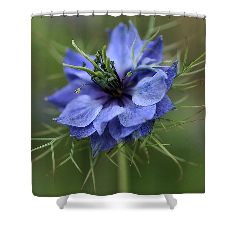 Love In The Mist Shower Curtain featuring the photograph Blue Love by Joy Watson