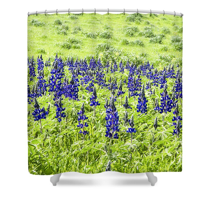 Blue Lupin Shower Curtain featuring the photograph Blue Lupine by Eyal Bartov