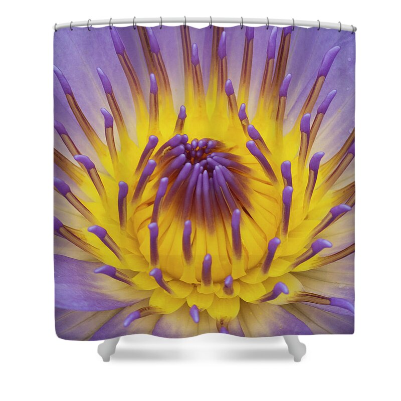 Water Lily Shower Curtain featuring the photograph Blue Water Lily by Heiko Koehrer-Wagner