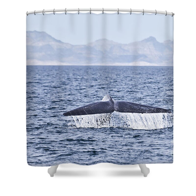 Blue Whale Shower Curtain featuring the photograph Blue whale Balaenoptera musculus fluking Sea of Cortez by Liz Leyden
