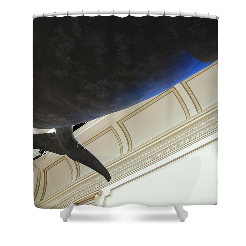 Blue Whale Shower Curtain featuring the photograph Blue Whale Experience by Kenny Glover