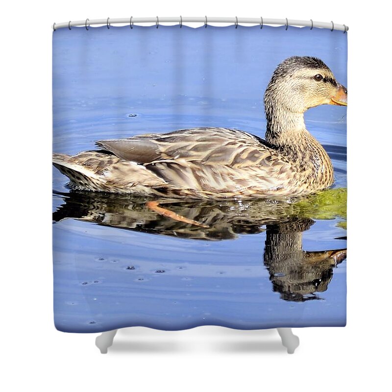 Duck Shower Curtain featuring the photograph Blue Wing Teal by Bonfire Photography