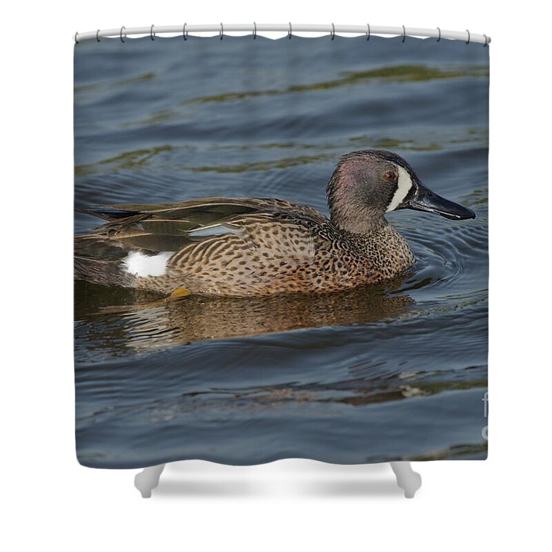 Blue-winged Teal Shower Curtain featuring the photograph Blue-winged Teal by Anthony Mercieca
