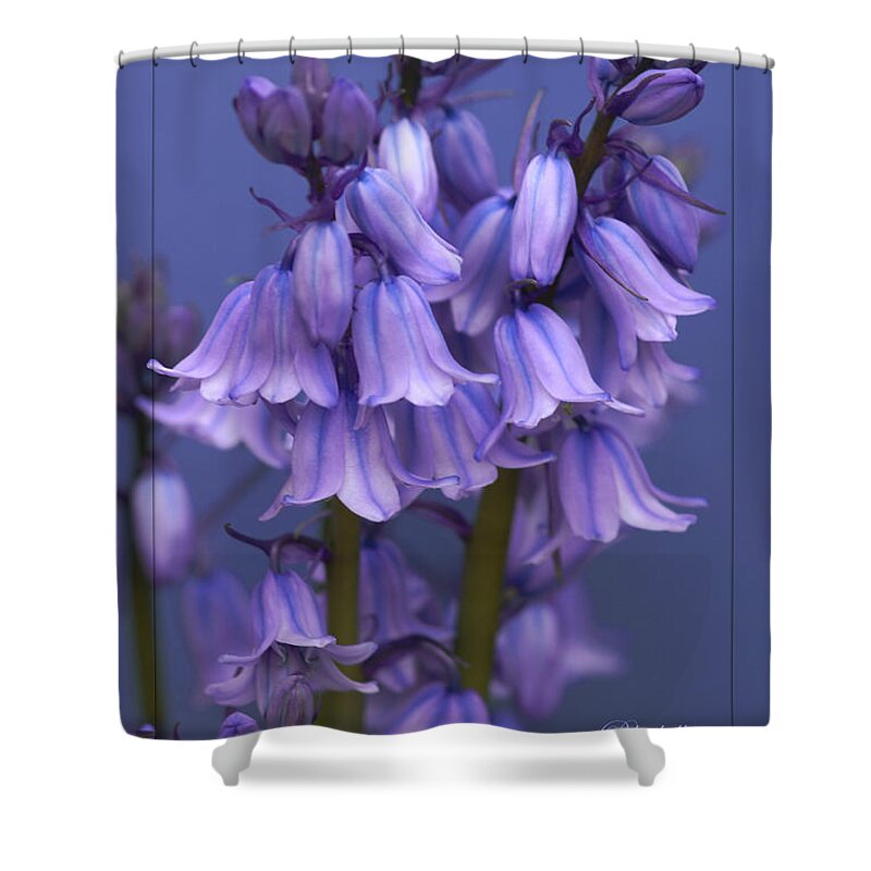 Bluebells Shower Curtain featuring the photograph Bluebell Days by David Birchall