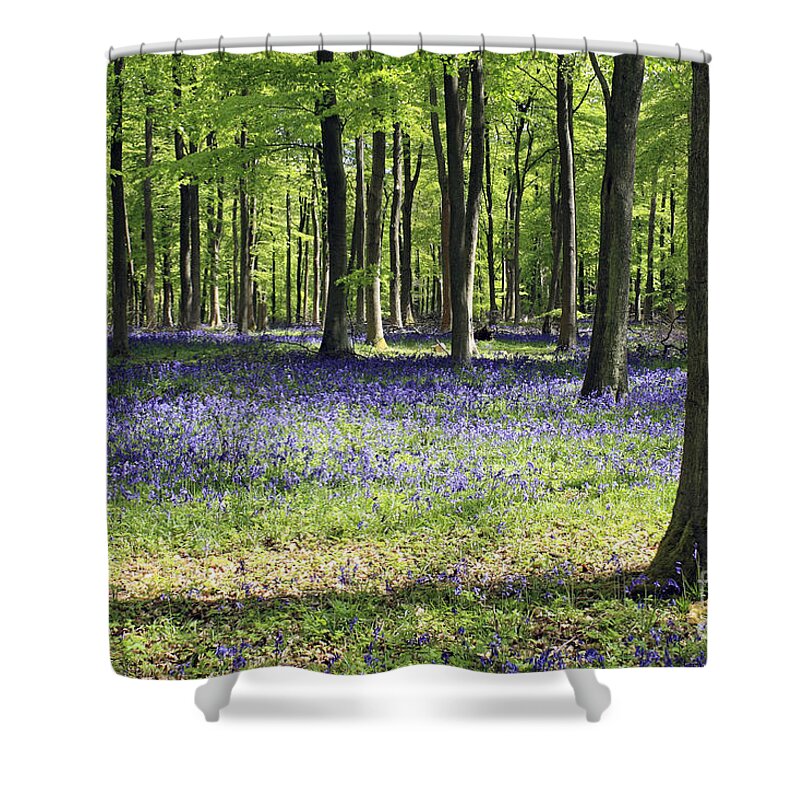 Bluebell Wood Uk Bluebells Forest Beech Tree Trees English Landscape Countryside Woodland Spring Summer Surrey Shower Curtain featuring the photograph Bluebell Wood UK by Julia Gavin