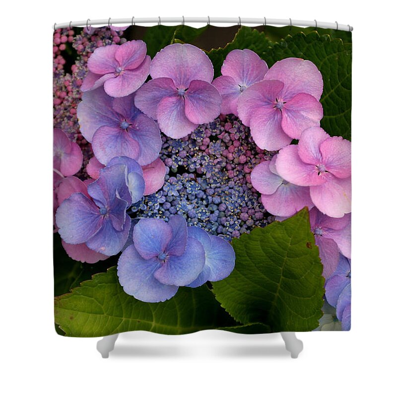 Hydrangea Shower Curtain featuring the photograph Blueberries and Cream by Living Color Photography Lorraine Lynch