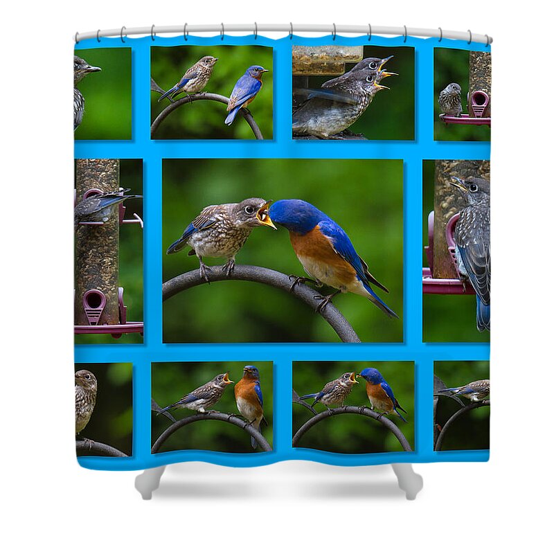 Bluebird Shower Curtain featuring the photograph Bluebird Collage by Robert L Jackson