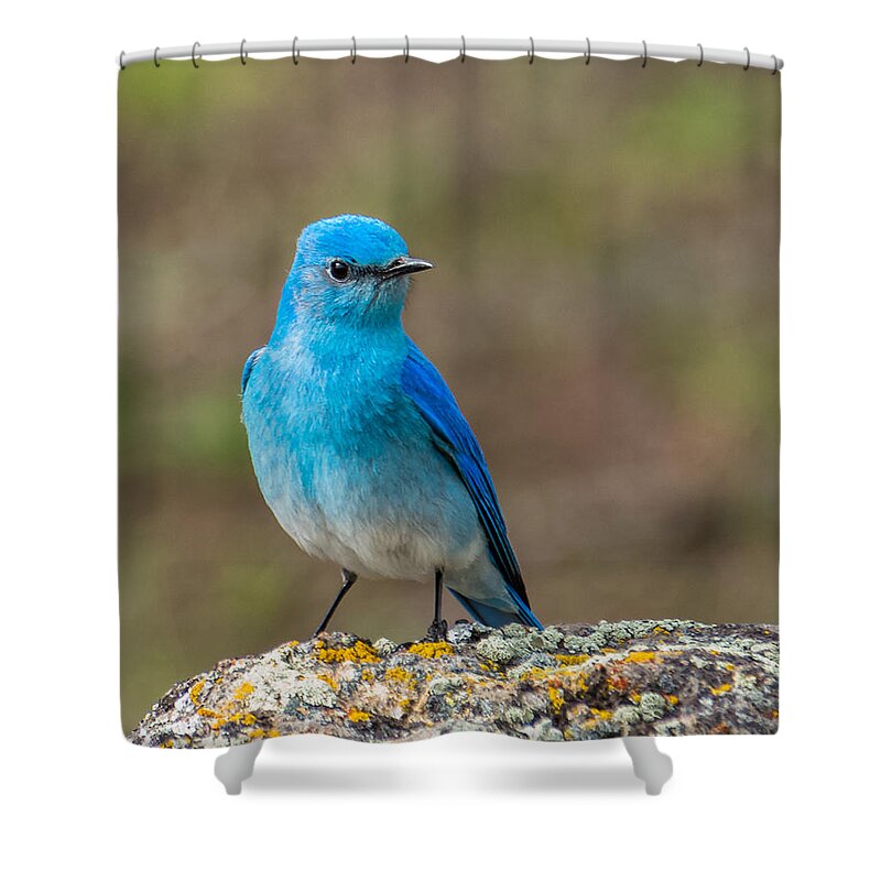 Bluebird Shower Curtain featuring the photograph Bluebird In Yellowstone Spring by Yeates Photography