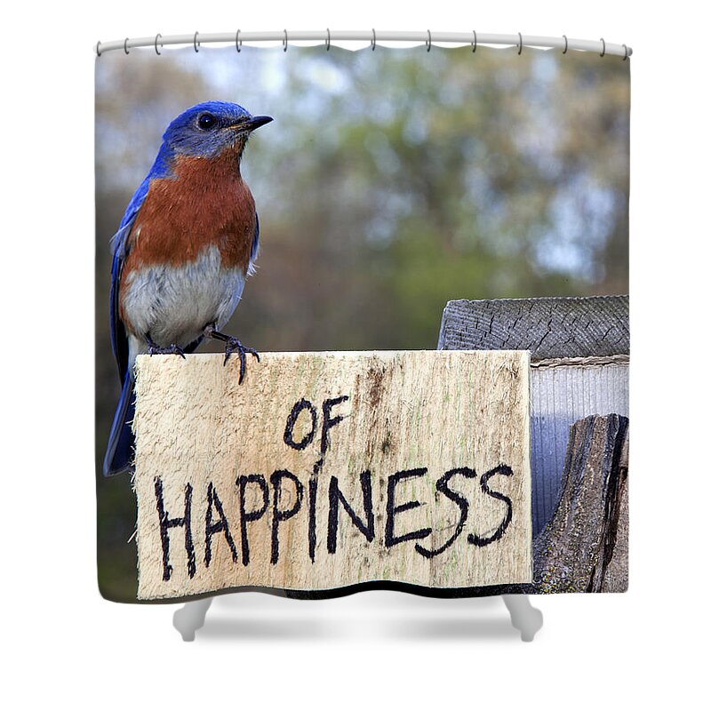 Bluebird Shower Curtain featuring the photograph Bluebird of Happiness by John Crothers