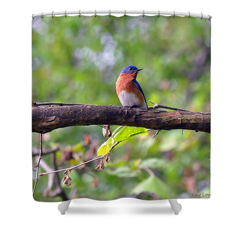 Nature Shower Curtain featuring the photograph Bluebird on a Tree Branch by Kay Lovingood