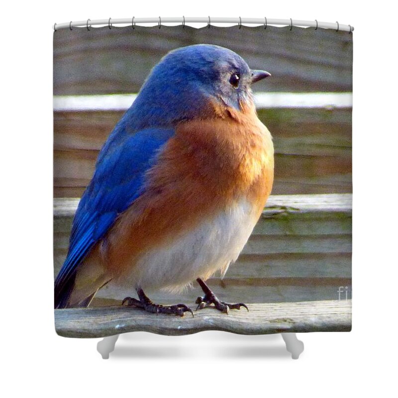 Bluebird Shower Curtain featuring the photograph Bluebird Profile by Jean Wright
