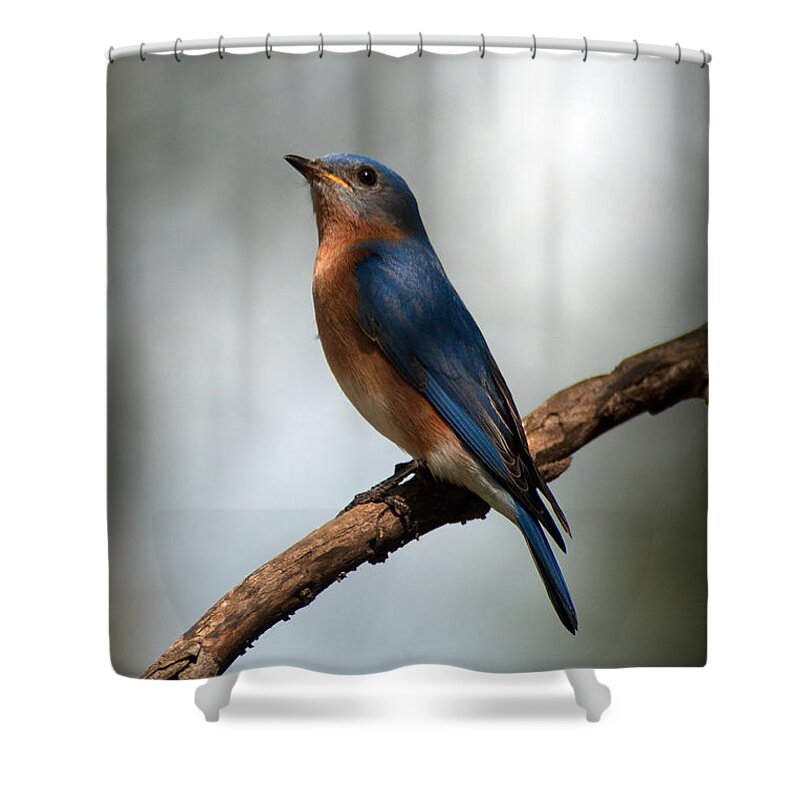 Bluebird Shower Curtain featuring the photograph Bluebird -Why Yes by Sandra Clark
