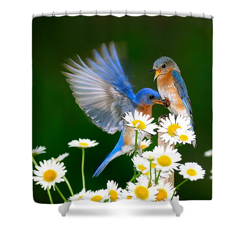 Bluebirds Shower Curtain featuring the photograph Bluebirds and Daisies by Randall Branham