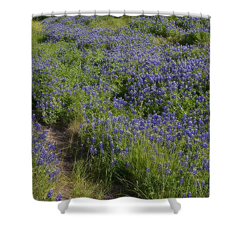 Bluebonnets Shower Curtain featuring the photograph Bluebonnet Path by Nadalyn Larsen