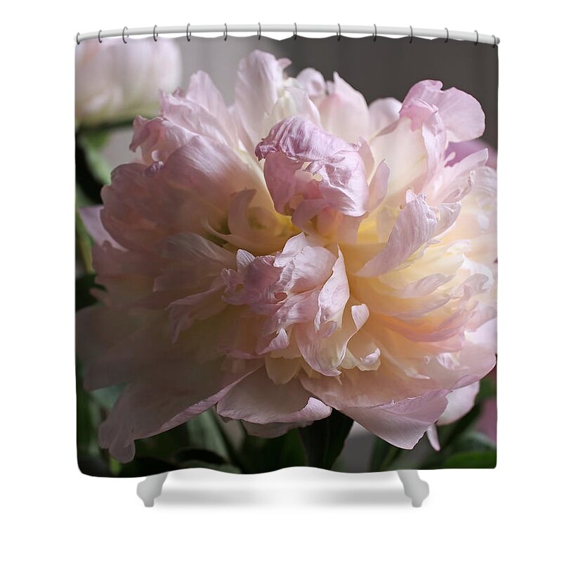 Peony Shower Curtain featuring the photograph Blushing Peony by Rona Black